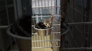 Kitten Sleeps in Food Bowl at Humane Society Shelter [upl. by Grenville]