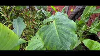 Introduction to my garden as we get ready for winter [upl. by Ardnac]