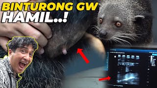 AKHIRNYAAA BINTURONG GW H4MIL BAYINYA GEDE BANGETT [upl. by Xet]