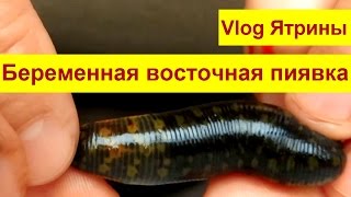 Беременная пиявка Медицинская восточная пиявка Hirudo medicinalis orientalis [upl. by Levram]