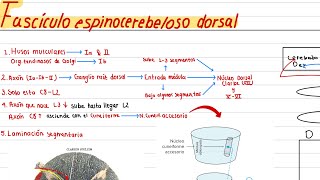 VÍAS ASCENDENTES FASÍCULO ESPINOCEREBELOSO DORSAL PROPIOCEPCIÓN INCONSCIENTE AFIFI MÉDULA ESPINAL [upl. by Ellitnahc]