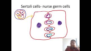 SERTOLI CELL blood testis barrier [upl. by Pammy]