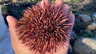 Sacando erizos de bajamar ￼ en San Quintín Baja California 🌊￼ [upl. by Anaoj]