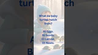 What do baby turtles hatch from 🐢A Eggs 🥚B Seeds 🌱C Larvae 🐛D Nests 🏡 quizetime quiz shorts [upl. by Colton]