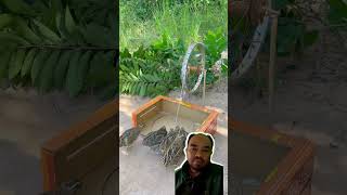 Perangkap burung shortvideo lucu trap trapbird [upl. by Rosamond]