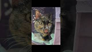 Dyna the Tortie Cat Has All of Her Teeth Removed to Help with Stomatitis [upl. by Higgins]