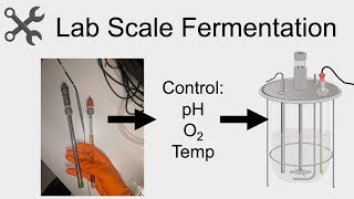 Lab Scale Fermentation – How and Why We Do It [upl. by Monty]