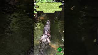 Why Do Alligators Bellow 🐊📣 kyreptilezoo reptiles alligator cool education KRZ [upl. by Wolfson]