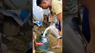 Dairy Farm  Yadav Dairy Farm  New Yadav Dairy Farm  Murrah Buffalo New Video 2024  Buffalo [upl. by Ahsein231]