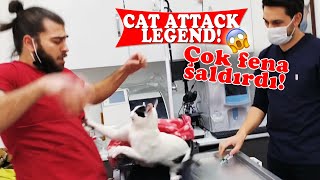 KEDİ SALDIRISI EFSANESİ 🤕 Üç Kişi Zor Tuttuk 😅  cat attack  menalcicek TheVet [upl. by Cooe781]