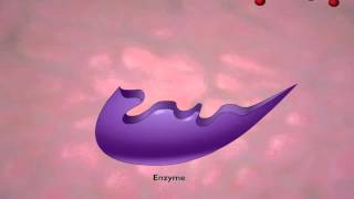 Enzyme Action and the Hydrolysis of Sucrose [upl. by Ettelohcin471]