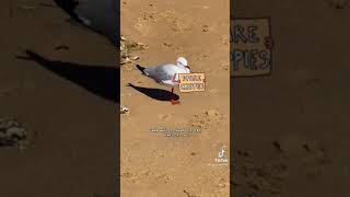 Aussie seagull begs for chippies at the beach [upl. by Illak]