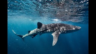 Fun With Whale Sharks [upl. by Vinnie]