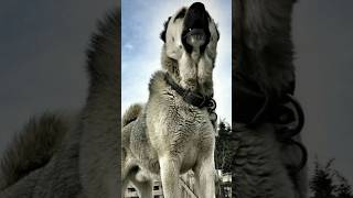 Most powerful Dog।। Kangal Shepherd Dog 🐕🐶।। kangaldog pitbulldog facts [upl. by Akirrehs]