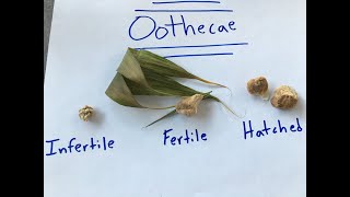 Mantis Care 7  The Difference between a Fertile Ootheca and an Infertile Ootheca [upl. by Whiffen414]