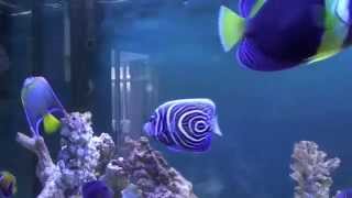 Marine Angelfish Tank HD [upl. by Rawdin174]