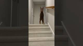 Noelle loves the stairs  Doberman Dobies DobermanPinchers Dob Dobies DogBreed Dobielife [upl. by Ayojal600]