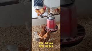 CİN BAŞKA PERİ BAŞKA CİNTAVUĞUİSPENÇcivciv chick tavuk AHİRroosters birds [upl. by Kolb]