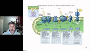 Cinelecture 51  Photosynthesis Light Dependent Reactions and Photophosphorylation [upl. by Hagood]