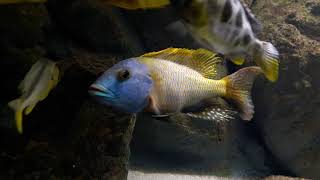 Buccochromis rhoadesii yellow  Male [upl. by Ysle]