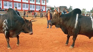 Pring Dodo Sam Vs Blub Bison  Iadaw Masi  Iatur Masi  Today [upl. by Evans]