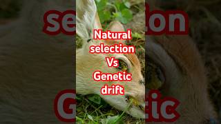 Natural Selection vs Genetic Drift Explained [upl. by Bundy]