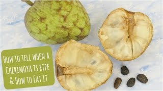 How to tell when a Cherimoya is ripe amp how to eat it [upl. by Lavella483]