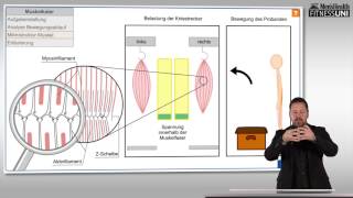 FitnessUni – Die Wahrheit über Muskelkater [upl. by Kimberli]
