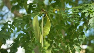 Gymnocladus dioicus  Kentucky Coffee Tree [upl. by Belicia]