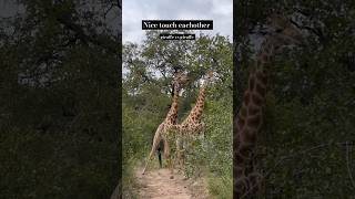 giraffes fighting with head shorts animals wildlife [upl. by Ajile]