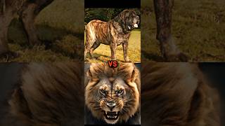 ENGLISH MASTIFF VS LIONPOLAR BEARWOLF JAGUAR BITE FORCE [upl. by Aneetsirk542]