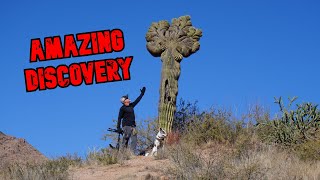 Amazing Discovery 🌵 Mysterious Rare Crested Saguaro Cactus 🌵 Exploring the Arizona Desert exploring [upl. by Kari194]