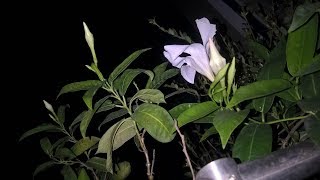 Mandevilla plant care Hindi [upl. by Jobey]