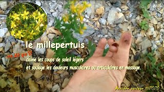 le millepertuis sauvage un trésor naturel [upl. by Elleral698]