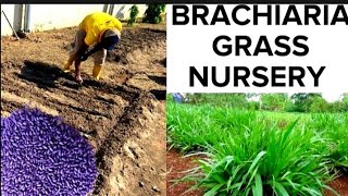 How to Grow Brachiaria GrassMulato GrassThe Wonder Grass for Cattle Rabbit Goat Livestock Farming [upl. by Ialohcin955]