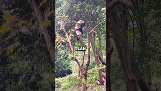 Panda hangs on to edge of tree panda viral animals [upl. by Alrick335]