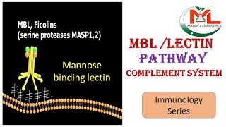 MBL pathway of complement systemComplement system in ImmunologyComplement system activation [upl. by Ilaire]