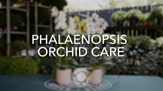 How to Care for Phalaenopsis Orchids [upl. by Kotick]