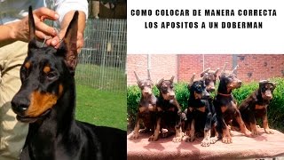 COMO COLOCAR DE MANERA CORRECTA LOS APOSITOS A UN DOBERMAN [upl. by Tarabar361]