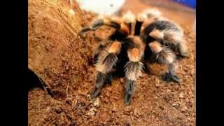 Brachypelma Smithi Redknee  Lazy Tarantula Diary 4 [upl. by Florina]