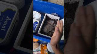 Grindal worm culture setup grindalwormculture livefood aquariumfish fishfood shortsviral short [upl. by Ennis103]