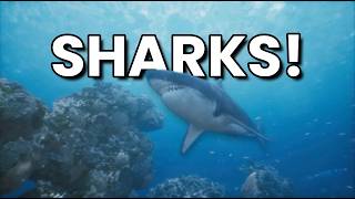 The Majestic World of Sharks  A Deep Dive [upl. by Enylecoj]