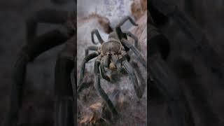 Australian tarantula Phlogius Hirsutus having a big feed🙂 Thanks for watching Subscribe 4more👍 [upl. by Annamaria808]