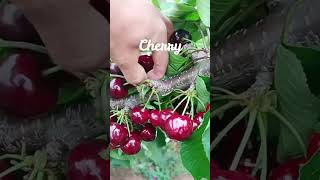 Cherry  ceri Prunus cerasus L dan Prunus avium L fruit gardenhome nature [upl. by Leamaj]