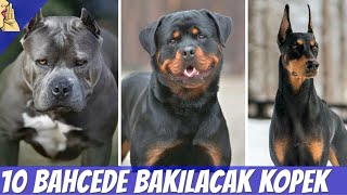 Bahçede ve Evde Bakılabilecek 10 Zeki Köpek Cinsi KÖPEK DOG EVDEBAKILACAKKÖPEKLER [upl. by Araminta]