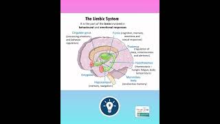 The Limbic System  Brain Function  Neural Control and Coordination Class 11  KVS PGT BIOLOGY [upl. by Spiro]