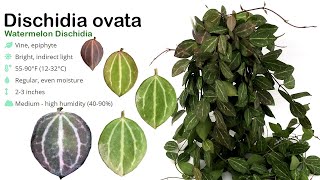 How I Grow Dischidia Ovata Watermelon Live Trick to grow faster  A Garden Cat  EP33 [upl. by Leafar]