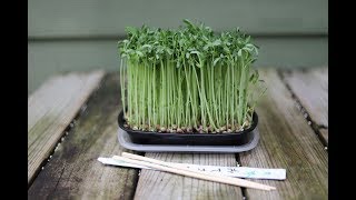 Fun amp Easy Way To Grow Microgreens [upl. by Alcinia17]