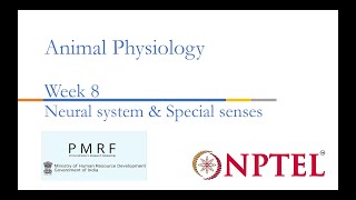 Neural systems amp Special senses PMRFNPTEL Session on Animal Physiologynoc24bt56 Week 8 [upl. by Gaile95]