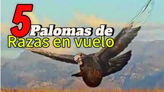 5 Tipos de PALOMAS en VUELO que te GUSTAR ver Buchonas de Raza [upl. by Idnew]